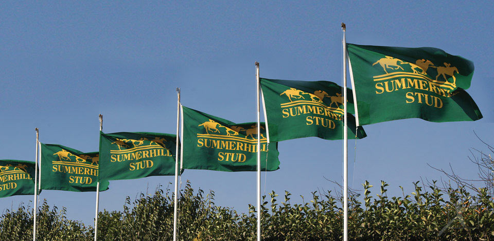 3-flags-summerhill-stud.jpg